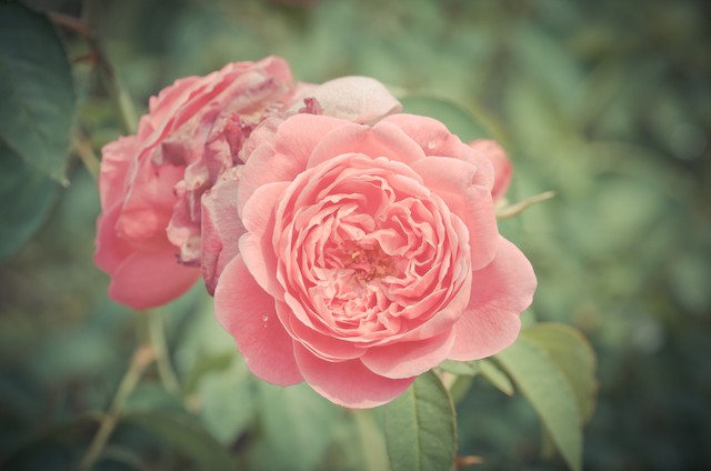 rose de Damas