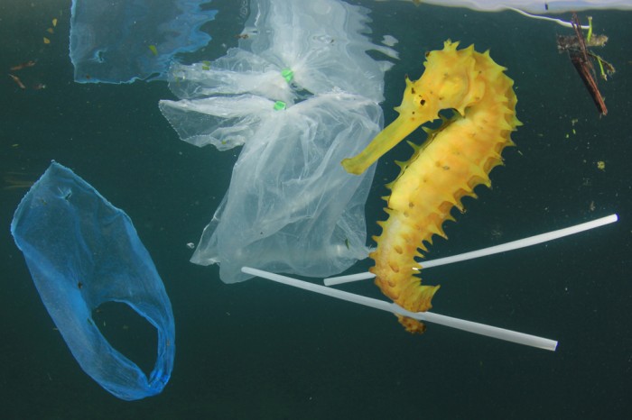 pollution océan