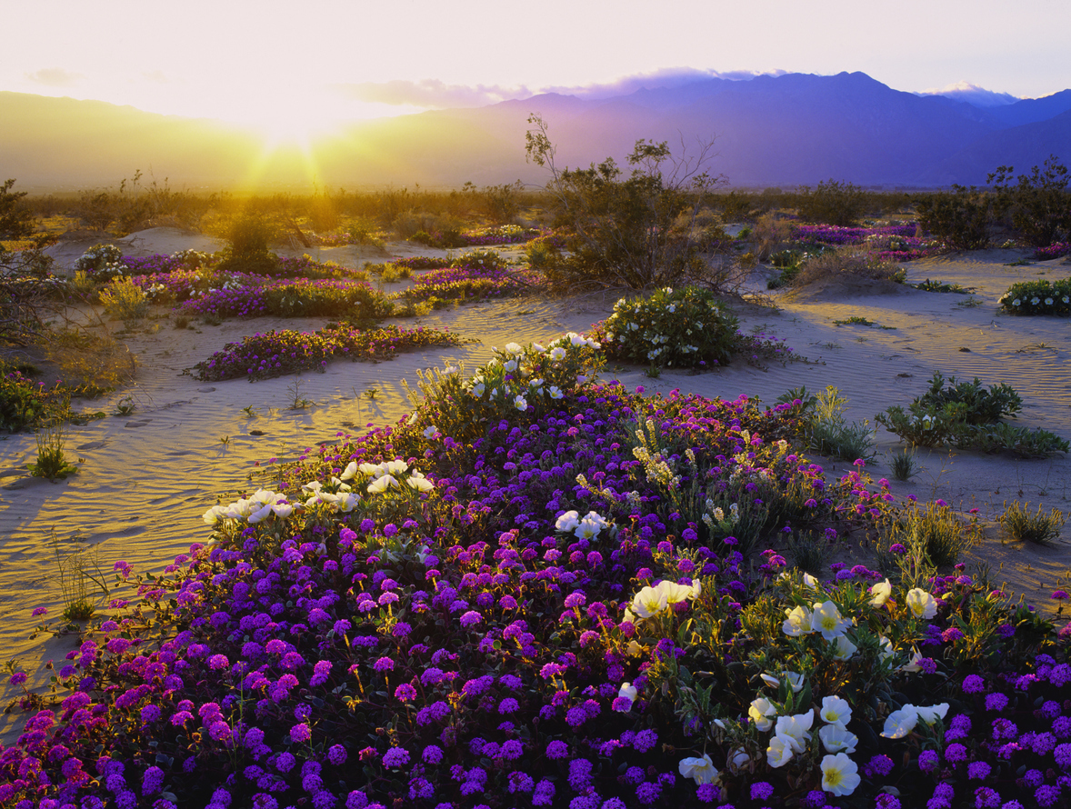 Atacama Desert